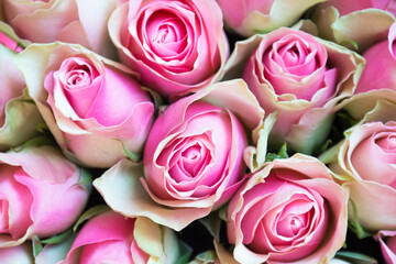 Bouquet of pink roses on pink background.Selective focus - 377897093