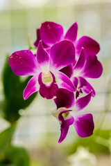 Fototapeta na wymiar Close up Orchid flower