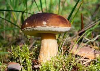 white mushroom on the forest.