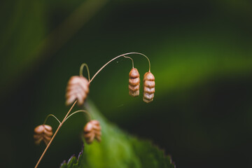 Selective focus of dry greater quaking grass under the sunlight with a blurry background