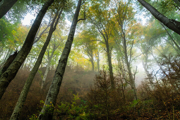Autumn landscape in the forest of La Fageda de Grevolosa, La Garrotxa