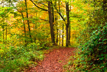 Autumn landscape in the forest of La Fageda de Grevolosa, La Garrotxa