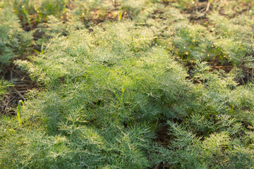 Obraz premium Coriander with dew adhering to the leaves in the morning in a growing garden, cultivated on the soil and straw in the morning.