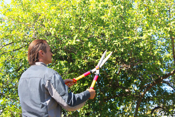 a gardener cuts a tree in the garden with a pair of clippers on a sunny day
