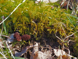 Green moss and alder cones