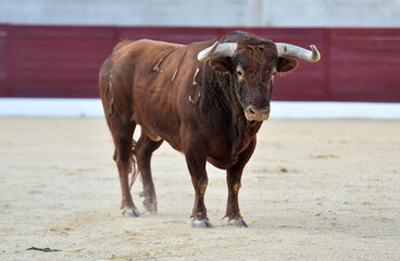 gran toro español en una plaza de toros