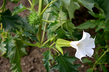 virgin cucumber wild kind of white flowering eggplant thorns Common symptoms are dizziness, fast...
