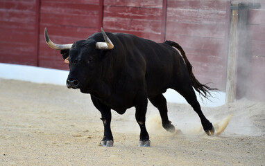 strong bull with big horns on spanish bullring in a traditional show of bullfight