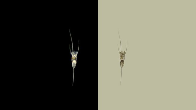 Rotifera Kellicottia longispina microscope, Brachionidae family, freshwater, specimen found in Lake Baikal