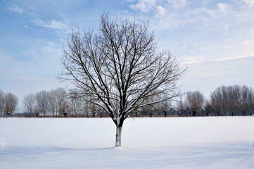 snowy winter in rural village Backi Petrovac, Vojvodina