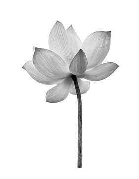 recommend clip art: Lotus flower black and white color isolated on white background. File contains with clipping path.