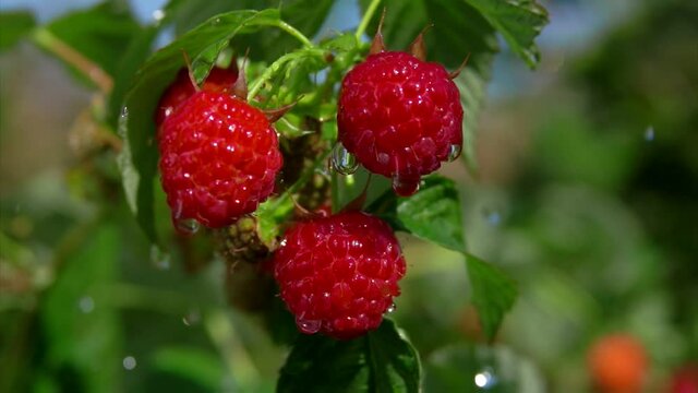 Close-up of raindrops falling on the large juicy appetizing raspberries on the bush on the background of greenery