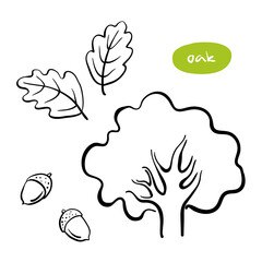 Oak tree, leaves, acorns. Hand drawn black line sketch of common deciduous European trees isolated on white background. Vector illustration