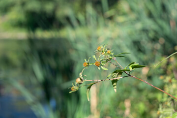 Plants, which have faded, on a blurred background of the river.