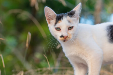 White cat with light spots on the green background of a green garden carefully observing the camera