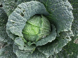 green savoy cabbage with drops of dew on its leaves