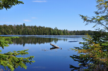 canadian lake with clear blue sky and branch
