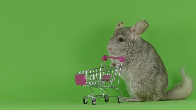 A gray chinchilla with a cart on a green screen. Shopping concept. 4K advertising footage