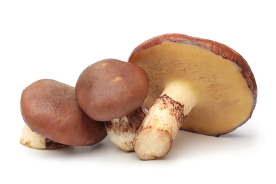 Suillus luteus mushrooms