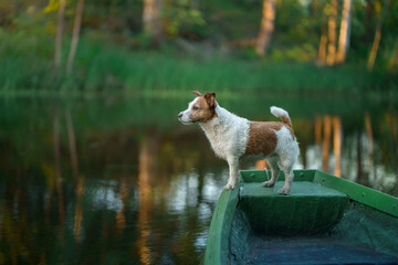 dog in the boat. Active wet Jack Russell Terrier in nature