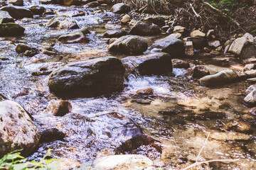 Mountain River Stream Through Summer Forest. Clear Water. Day In Nature. Beautiful Landscape