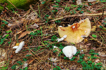A large mushroom has been partially eaten is on the forest floor at Cole Park in Upstate NY