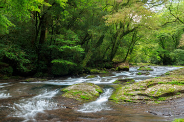 夏の菊池渓谷　広河原　熊本県菊池市　Kikuchi Canyon in Summer Hirogawara  Kumamoto-ken Kikuchi city