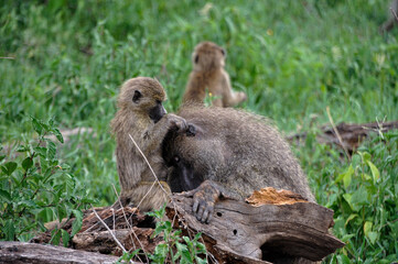 Grooming Baboons