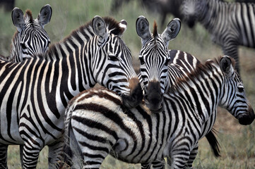 Fototapeta na wymiar Snuggling Zebras