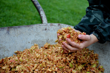 Making homemade cider juice from fallen apples pressing in a hand press with a screw children help...