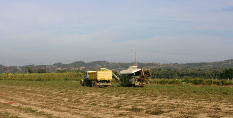 ramassage des tomates