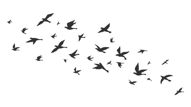 Flying bird. Free birds flock in flight black silhouettes. Tattoo image, freedom symbol wildlife vector illustration. Black animal group silhouette, birds in air
