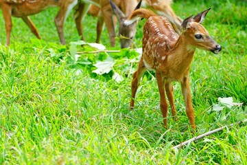 View of a spotted baby fawn