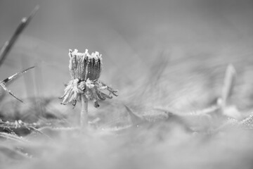 black and white dandelion in snow