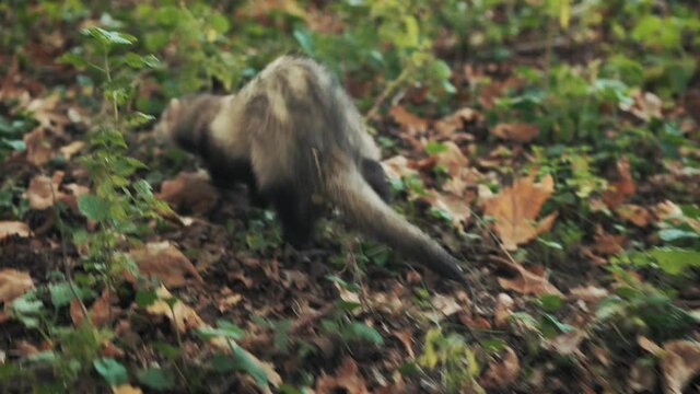 Black-footed Ferret. Funny video wild long fluffy animal in forest. Background tree green grass fallen yellow leaves. Gray fur. Adult Lone Running in autumn Endangerd Species in South Dakota nature