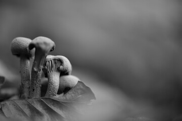 Mushrooms in the forest black and white