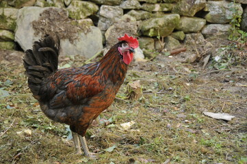 Coq