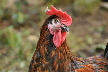 Tête de Coq