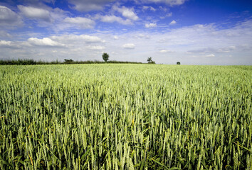 Crop Crops Wheat Wheatfield food Cornfields Farm Farming Agriculture England UK