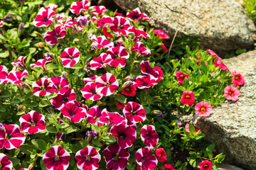 Beautiful flowers with white-pink petals grow among the stones.