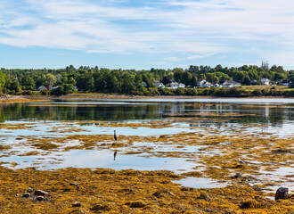Low tide on the coast of Maine with birds in the foreground