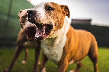 Two dogs amstaff terrier playing on grass outside. Young and old dog fun in backyard.