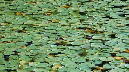 Wide view of densely packed lily pads on a pond close view