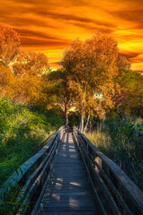 Fototapeta na wymiar path in pine forest at dramatic sunset