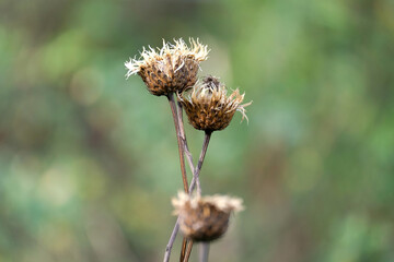 Dry flower on a green background. Dry autumn grass with seeds in the center