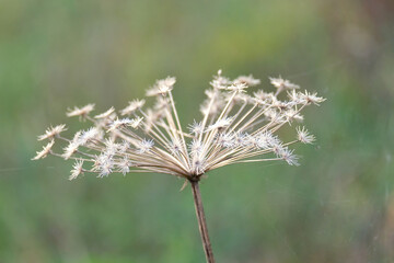 Obraz premium Umbrella grass in the center on a green background. Dry autumn branch
