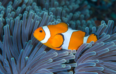Western Anemonefish - Amphiprion ocellaris in anemone. Underwater world of Tulamben, Bali, Indonesia.