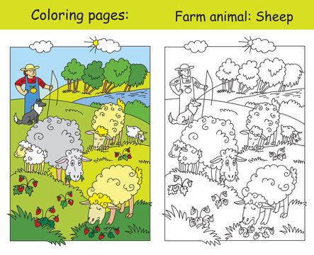 Vector coloring and color for children Sheep