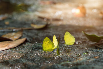 Yellow butterfly on stone of waterfall in nature.
