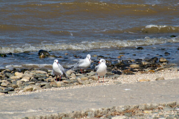 seagulls on the beach